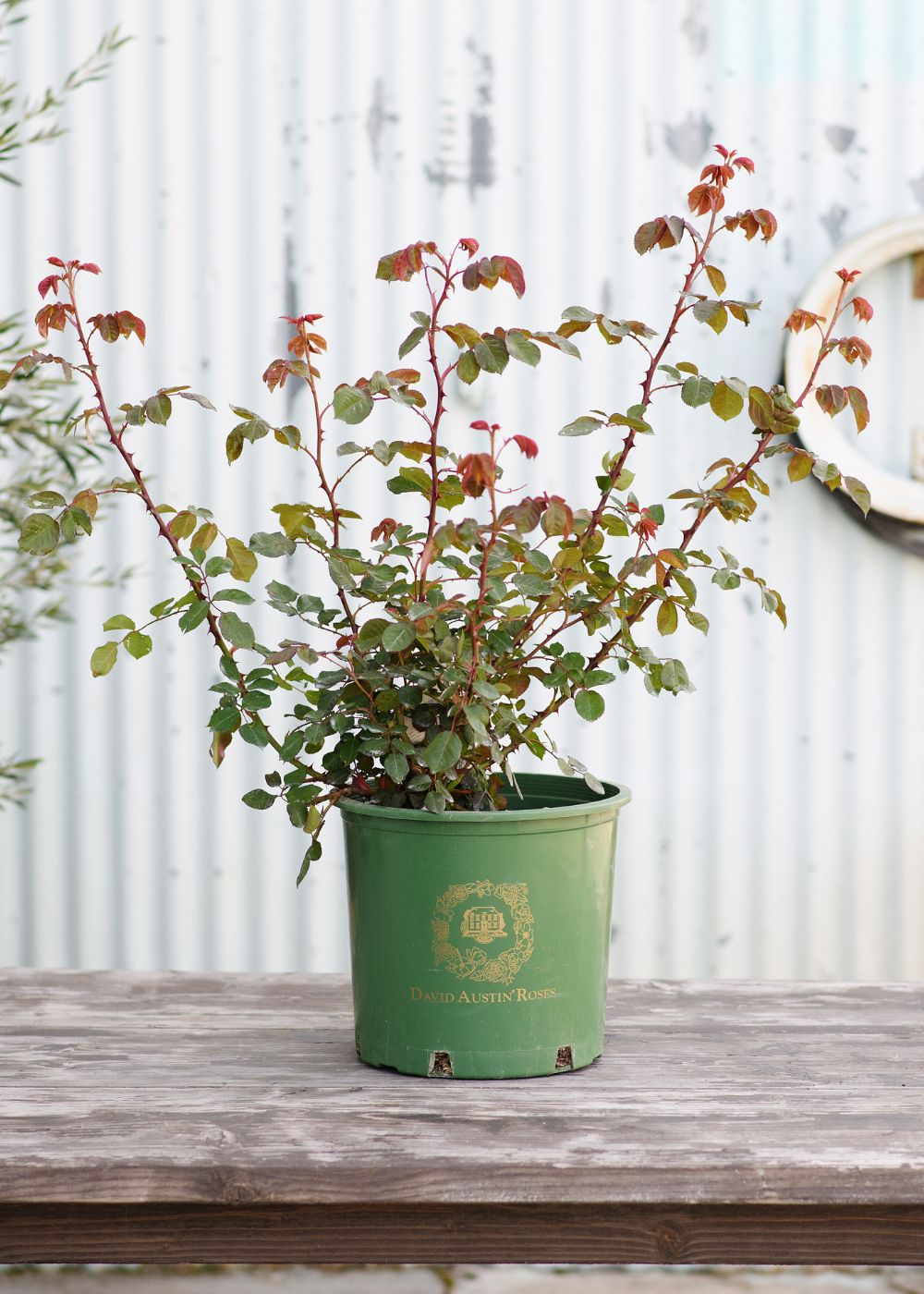 can you plant a climbing rose in a pot The Generous Gardener® David Austin Potted Climbing Rose