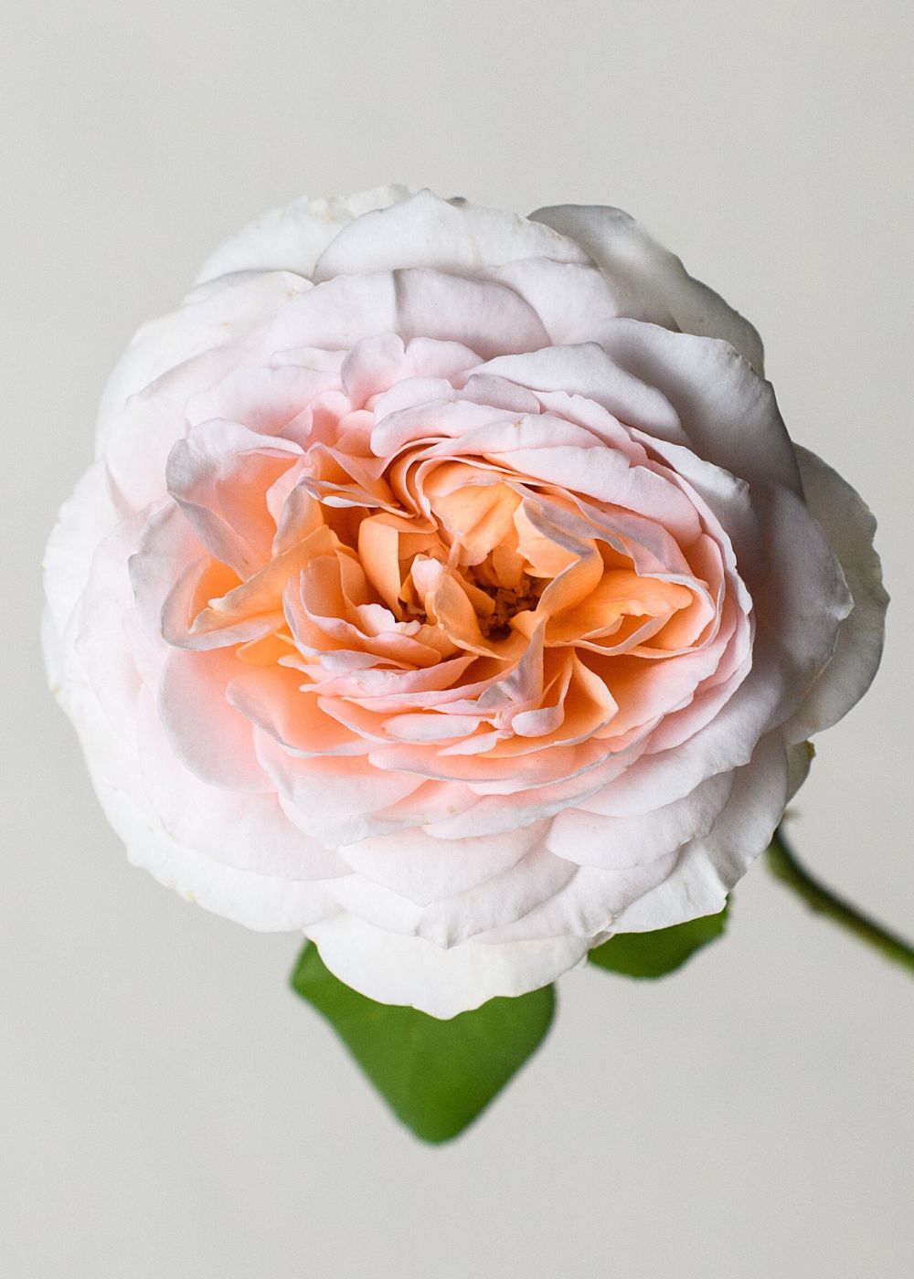 The Lady Gardener Rose Bare Root (Archived) - Menagerie Farm &amp; Flower