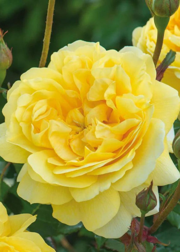 The Poet's Wife David Austin® Bare Root Rose - Menagerie Farm & Flower
