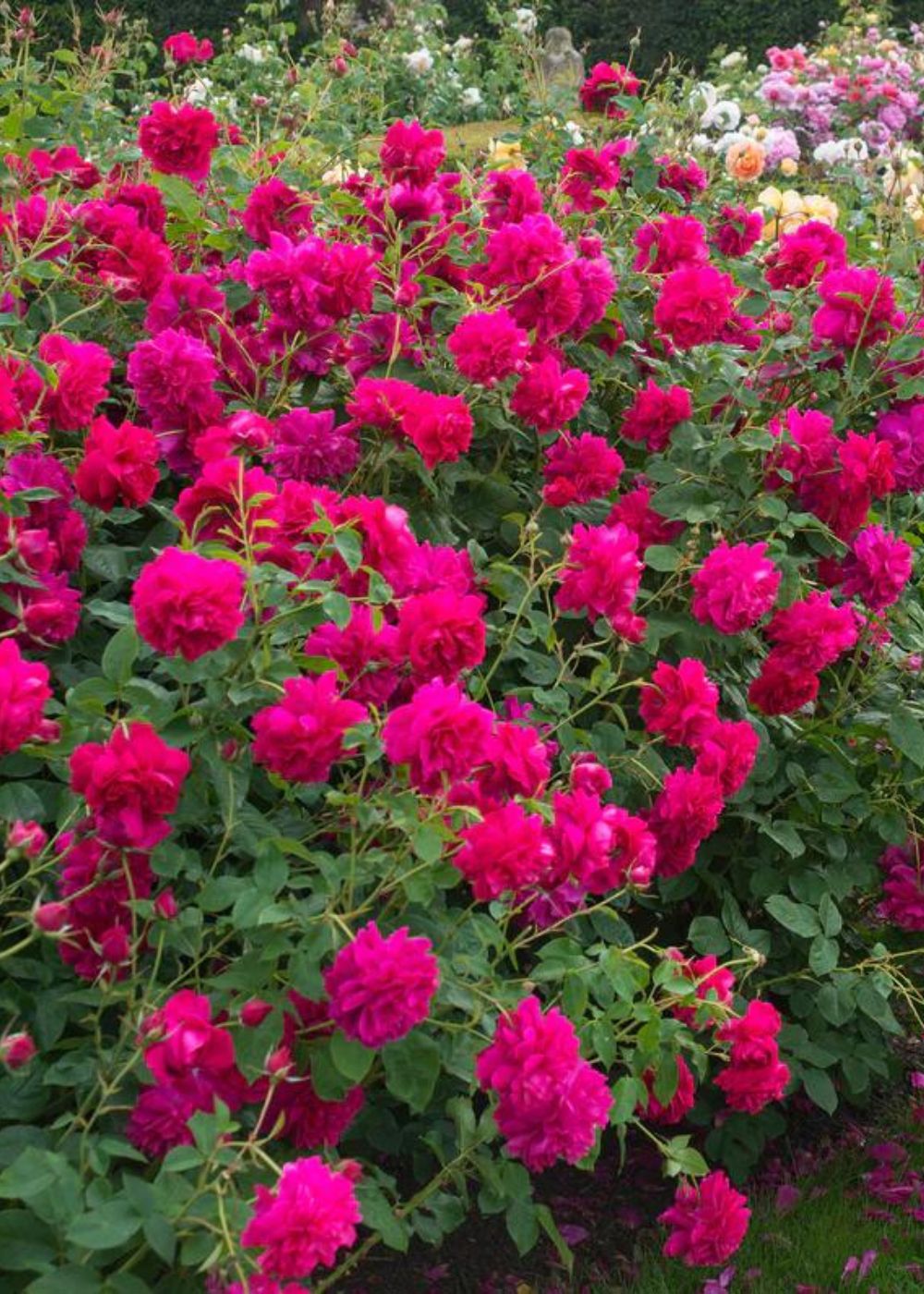 Thomas À Becket® Rose Bare Root - Menagerie Farm & Flower