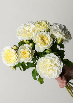 tranquillity-rose-bare-root-