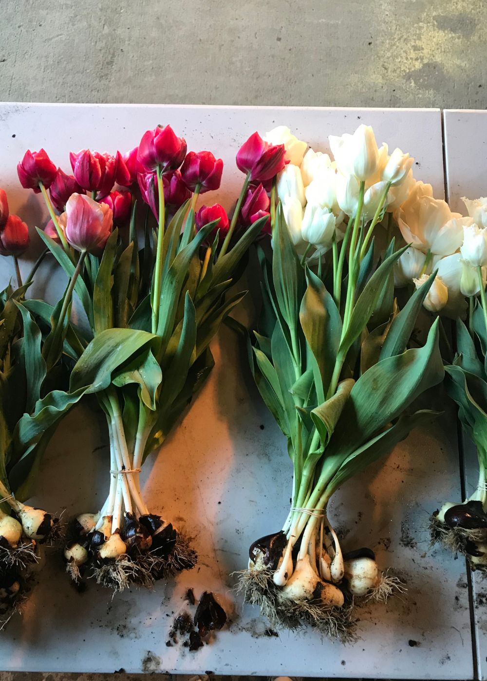 Tulip Bulbs Felicia&#39;s Grower&#39;s Choice Collection - Menagerie Farm &amp; Flower