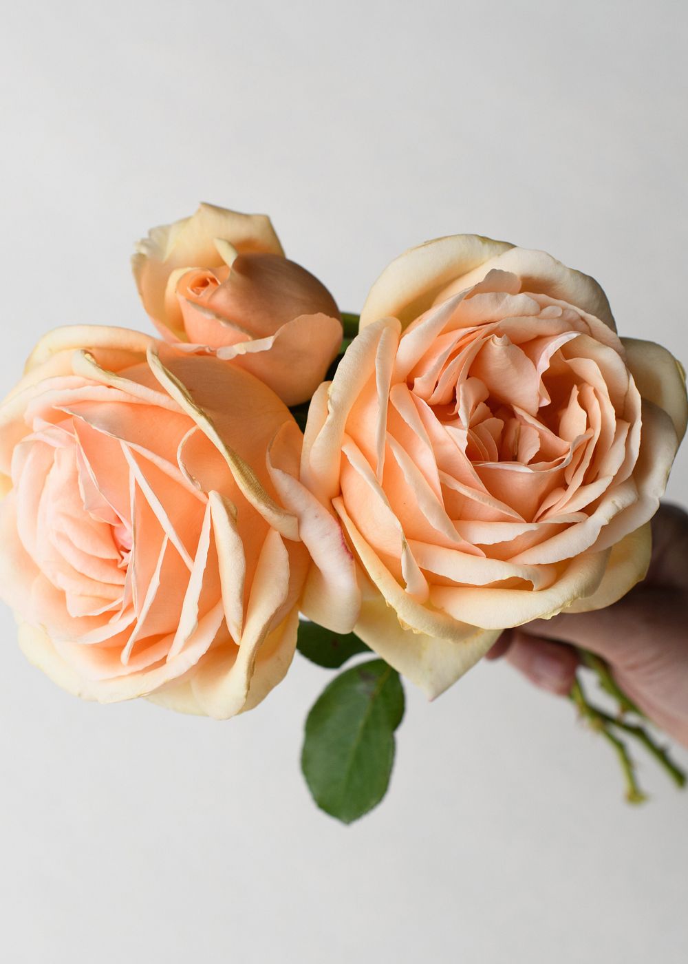 Valencia Rose Bare Root (Archived) - Menagerie Farm &amp; Flower