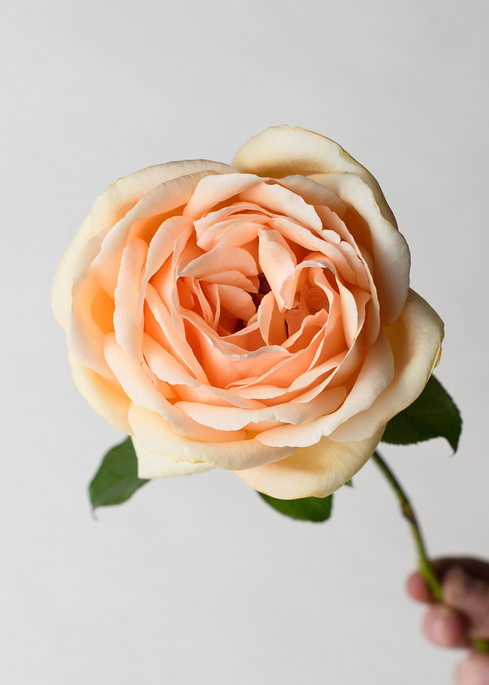 Valencia Rose Bare Root (Archived) - Menagerie Farm &amp; Flower