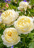 Vanessa Bell Rose Bare Root (Archived) - Menagerie Farm & Flower