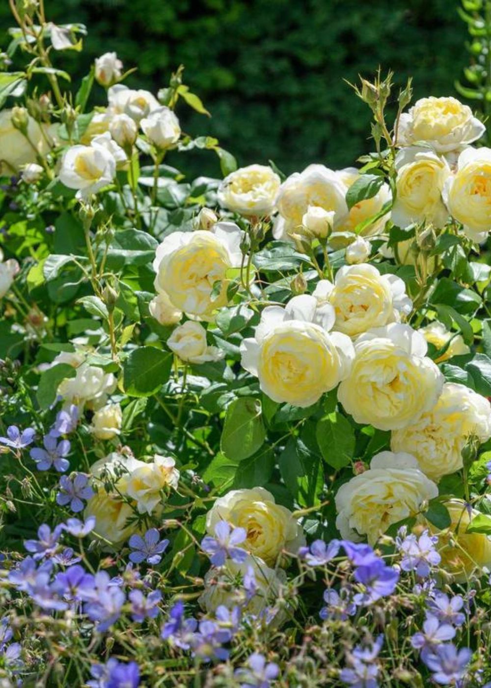 potted yellow rose plants Vanessa Bell | David Austin Roses | English Shrub Rose