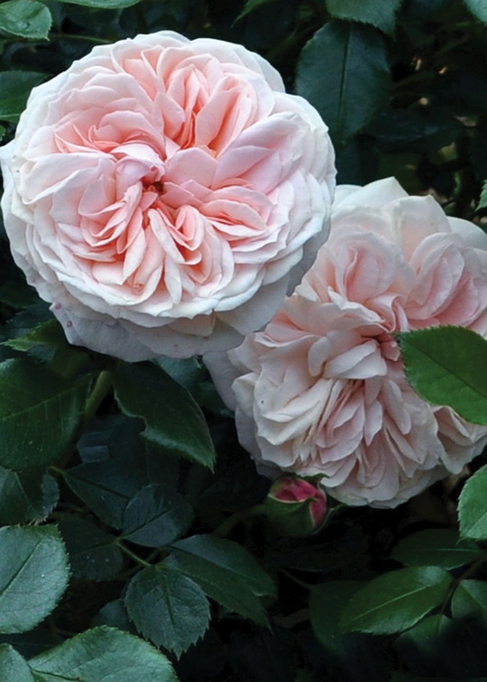 Veranda® Cream Rose Bare Root (Archived) - Menagerie Farm &amp; Flower