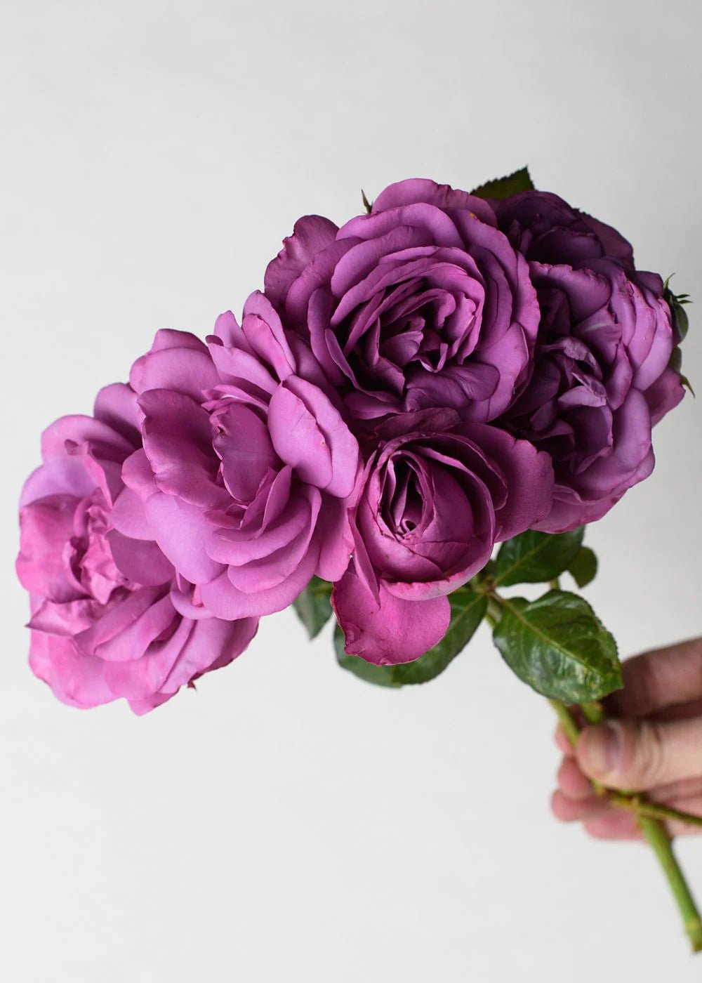 Potted Roses In Lavender + Purple Shades - Transform Your
