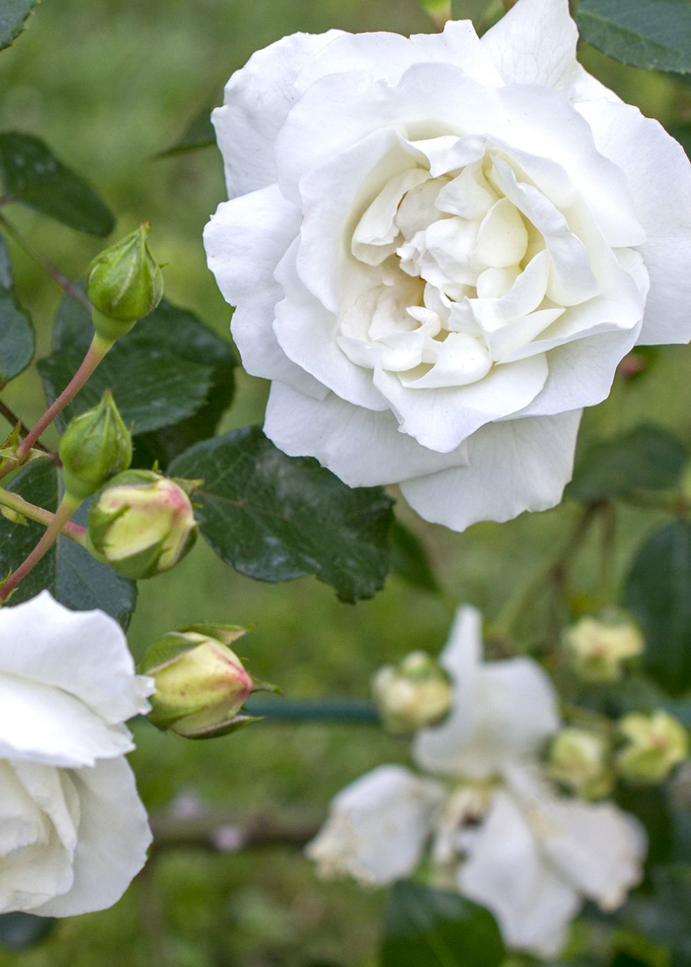 White Dawn Climbing Rose Bare Root - Menagerie Farm &amp; Flower