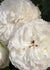 White Eden Climber® Rose Potted - Menagerie Farm & Flower