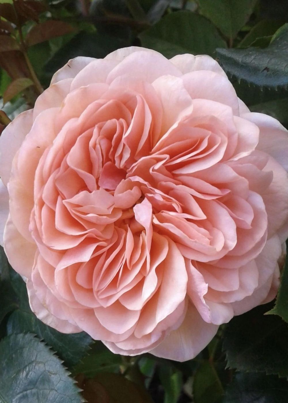 William Morris Rose Bare Root (Archived) - Menagerie Farm &amp; Flower