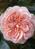 William Morris Rose Bare Root (Archived) - Menagerie Farm & Flower