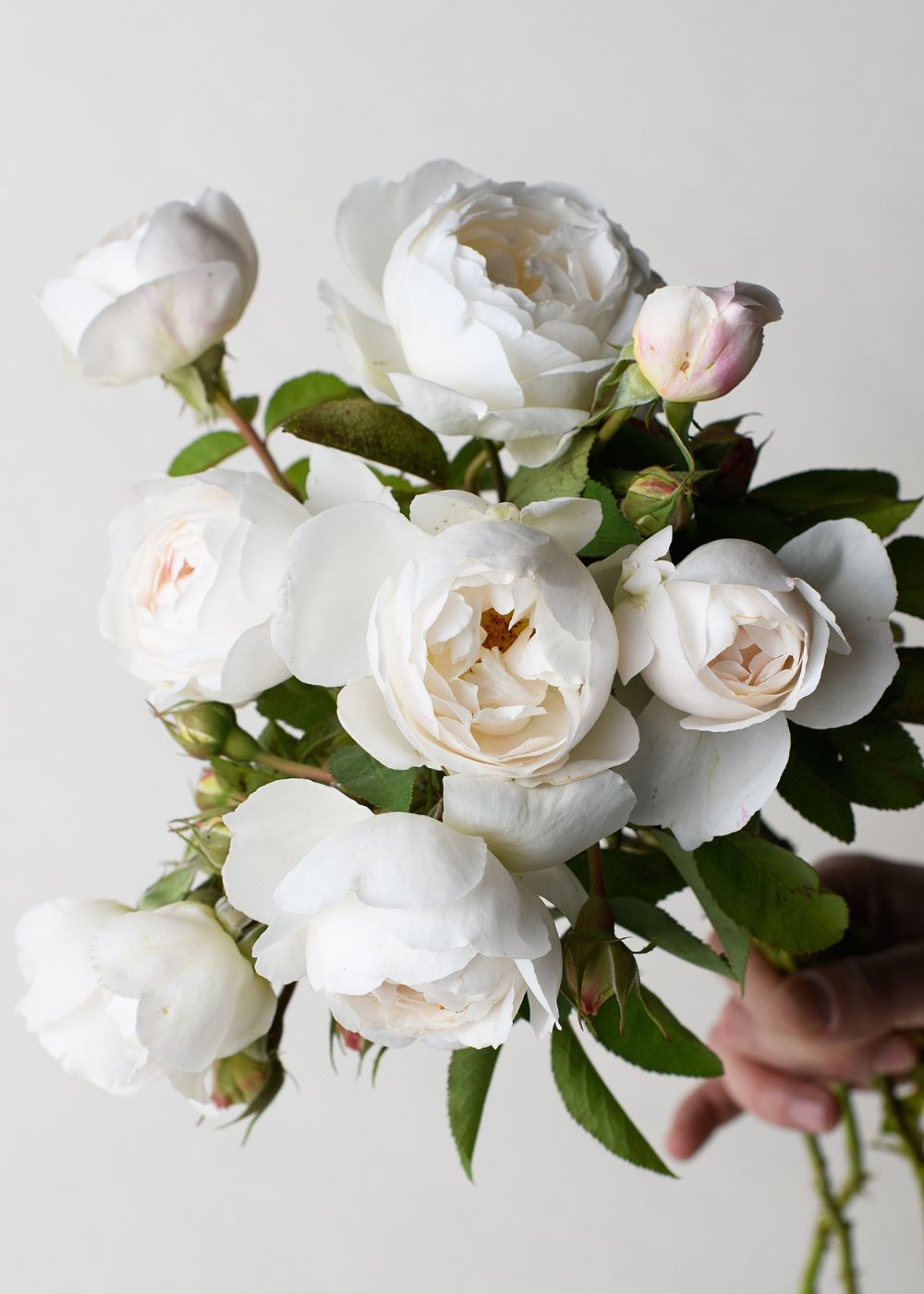 Winchester Cathedral Rose Potted (Archived) - Menagerie Farm & Flower