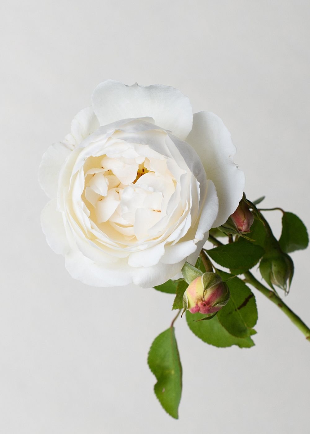 Winchester Cathedral Rose Potted (Archived) - Menagerie Farm & Flower