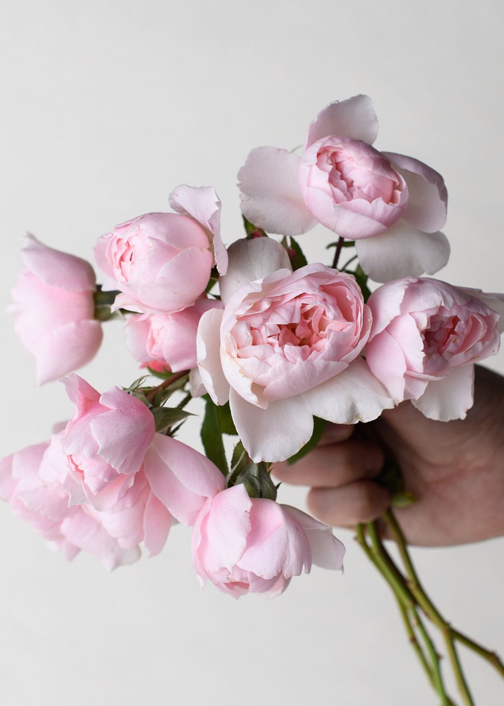 Wisley 2008 Rose Bare Root (Archived) - Menagerie Farm & Flower