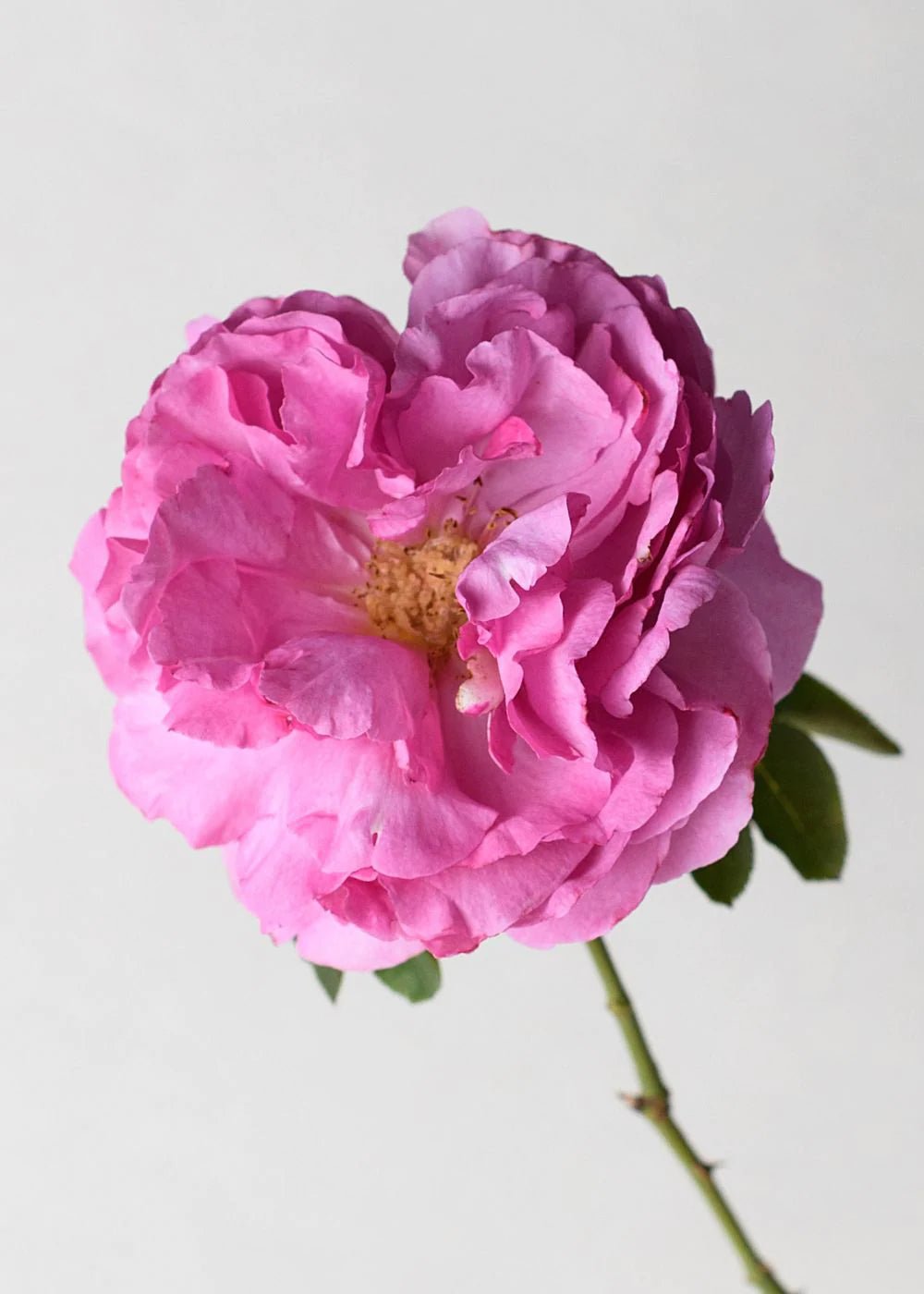 Yves Piaget® Rose Bare Root (Archived) - Menagerie Farm &amp; Flower